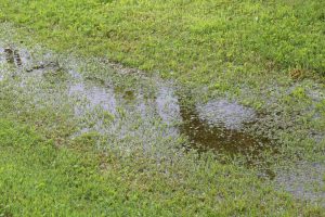 Yard Drainage Issues